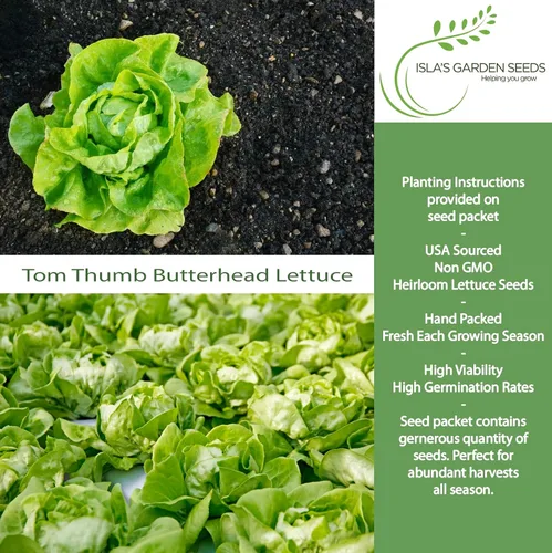 Vista 2 de Semillas de lechuga Tom Thumb Butterhead (Lactuca sativa) – Más de 1000 semillas tradicionales sin OMG de Isla's Garden Seeds, variedad compacta