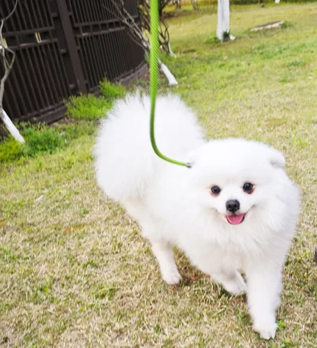Vista 7 de Correa antideslizante de 8 pies para perro, correa de perro de cuerda de 1/3 pulgadas, correa pequeña ajustable sin tirones para cachorros, mascotas