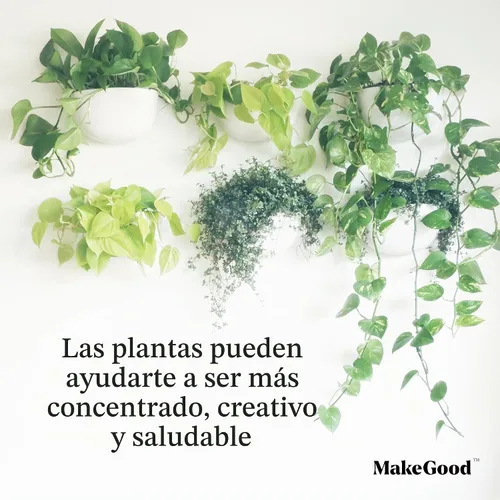 Vista 5 de Make Good Virgo - Macetas de pared (anchas, juego de 6), fáciles de regar e instalar, ligeras, diseña tu propio jardín vertical, plástico de melamina