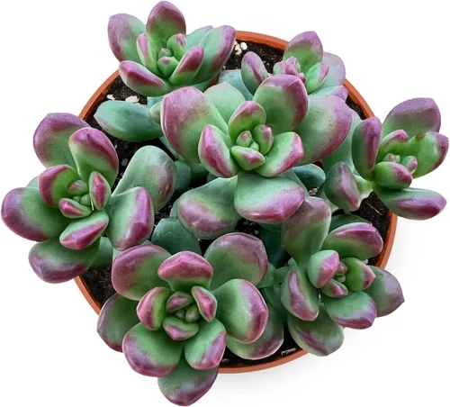 Vista 15 de Suculenta viva Sedum Adolphi 'Firestorm', 4 pulgadas, totalmente arraigada, fácil de cuidar