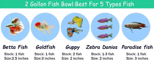 Vista 7 de Tanque de peces de vidrio de 2 galones, resistente y agradable pecera Betta, pequeños acuarios para pequeños peces ornamentales y reptiles, vidrio