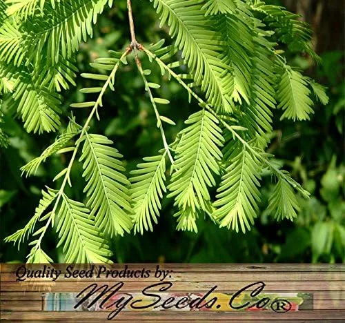 Vista 4 de Big Pack by MySeeds.Co