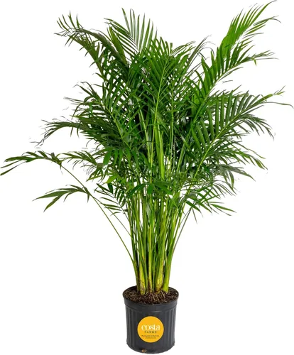 Vista 15 de Costa Farms Planta viva de palma de bambú en maceta decorativa, planta de interior grande purificadora de aire, perfecta para decoración del hogar