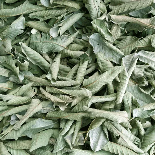 Vista 3 de Té de hojas enteras de guayaba, té de hojas sueltas de hierbas de guayaba, 2.0 onzas, 100% natural