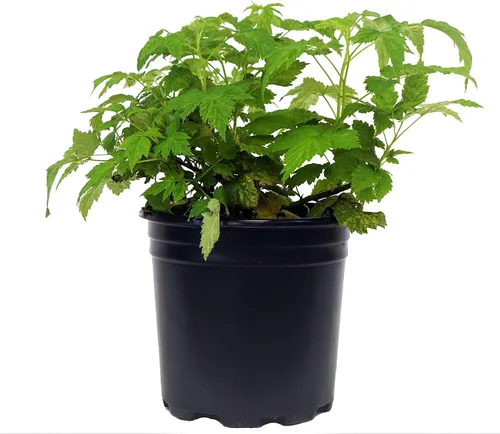 Vista 2 de Rubus 'Chester' (Thornless Blackberry) Arbusto comestible, mora, #2 - Contenedor de tamaño Blackberry - Chester