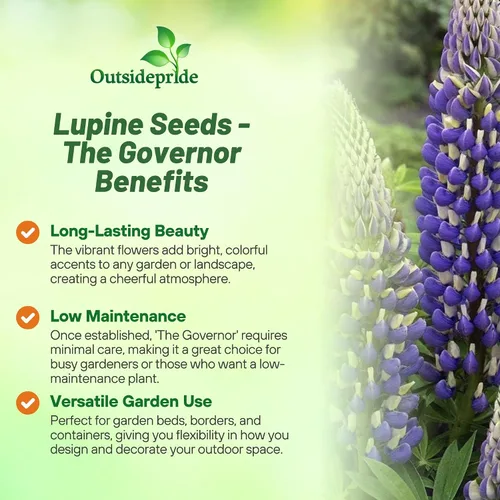 Vista 3 de Outsidepride 500 semillas perennes Russells Lupine Blue Bicolor Semillas de flores para plantar