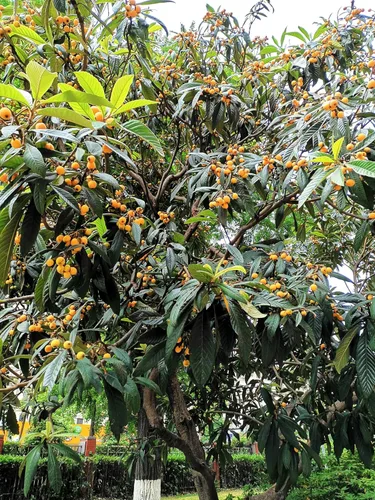 Vista 2 de TomorrowSeeds - Semillas de árbol de níspero - Más de 10 unidades - para plantar Eriobotrya Japonica Pipa china Biwa Bibasse Ciruela Nispero Fruta