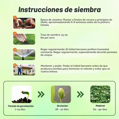 Vista 5 de Outsidepride - Semilla de trébol berseem para parcelas de alimentos, forraje de ganado y cultivos de cobertura, 10 lb