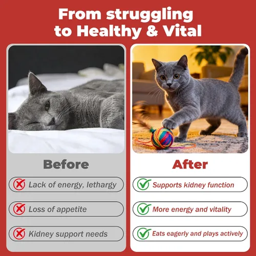 Vista 6 de Soporte renal para gatos Quitosano y L-Lisina – Aumenta la salud y la función renal, promueve la eliminación de toxinas, restaura la función renal