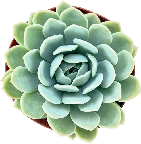 Vista 13 de Sprout N Green Echeveria 'Ball of Fat', planta suculenta viva rara totalmente enraizada en maceta de 2 pulgadas con tierra, oficina en casa