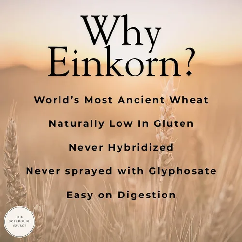 Vista 2 de Einkorn - Iniciador de masa madre italiana deshidratada Estructura naturalmente inferior de gluten Hecho de harina de Einkorn orgánica de Italia