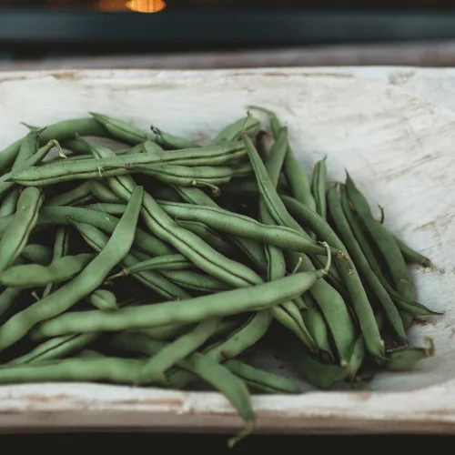 Vista 2 de Blue Lake Pole Bean - 4oz Bulk (~375 Seeds) - Heirloom & Open-Pollinated Variety, USA-Grown, Non-GMO Green Bean Seeds for Planting Outdoors in the