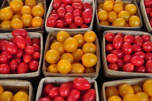 Vista 5 de Tiny Tim Semillas de tomate para plantar, más de 400 tomates cherry, reliquia sin OMG, perfectas para contenedores, patios y cultivo