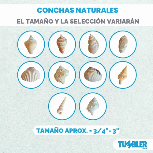 Vista 9 de Conjuntos de conchas – perfecto para manualidades, decoración del hogar de playa, bodas, relleno de jarrón y aulas.