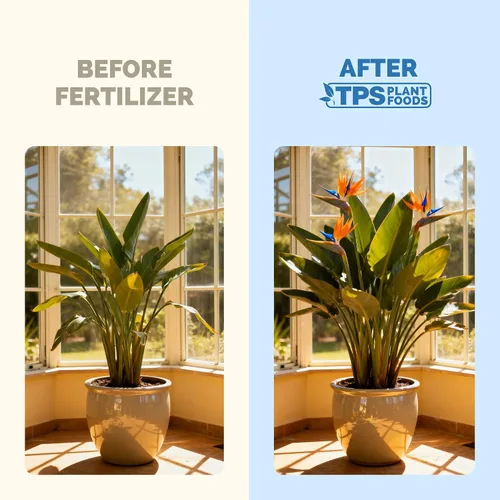 Vista 3 de Bird of Paradise Fertilizer - Alimento líquido para plantas para hojas tropicales más grandes, raíces más fuertes y crecimiento vertical saludable