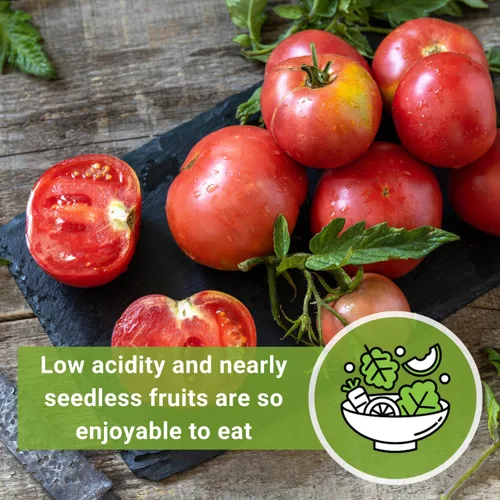 Vista 6 de Sow Right Seeds - Semillas de tomate rosa Ponderosa para plantar - Paquete de reliquia sin OMG con instrucciones para plantar y cultivar un huerto