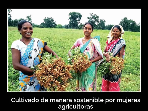 Vista 7 de Daana Aceite de cacahuete: certificado USDA orgánico, extra virgen, prensado en frío (12 oz)