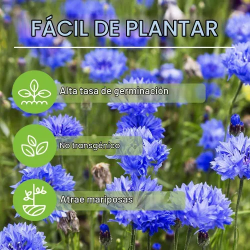 Vista 5 de Más de 3000 semillas de flores de corte de aciano para plantar contenedores de jardín al aire libre