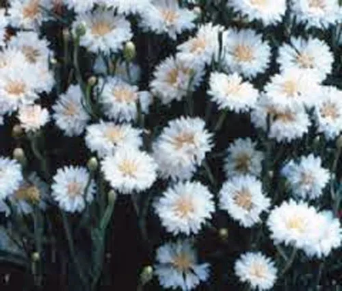 Vista 3 de Botón de soltero, semillas blancas altas, 100 semillas, hermosas flores de color blanco.