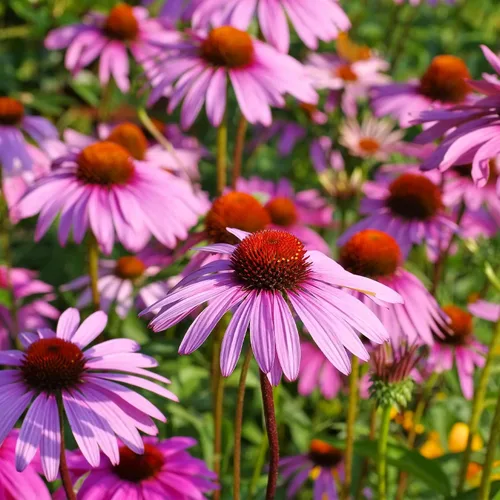 Vista 10 de Groundio Black Eyed Susan Seeds, más de 7500 semillas de flores perennes para plantar en interiores y exteriores, atraen polinizadores Sin OMG