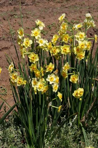 Vista 2 de Narcissus tazetta 'Golden Dawn' / 10 bulbos de narcisos frescos y saludables que producen flores amarillas de flores múltiples en marzo por The
