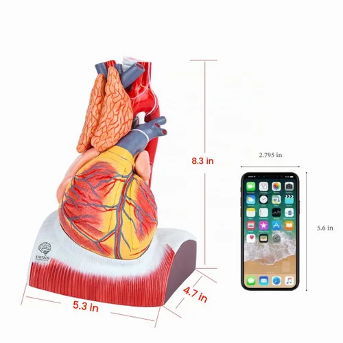 Vista 6 de EVOTECH SCIENTIFIC Modelo de corazón humano de lujo con glándula de timo y base de diaframa, 10 piezas, 1.5X tamaño natural, modelo de corazón