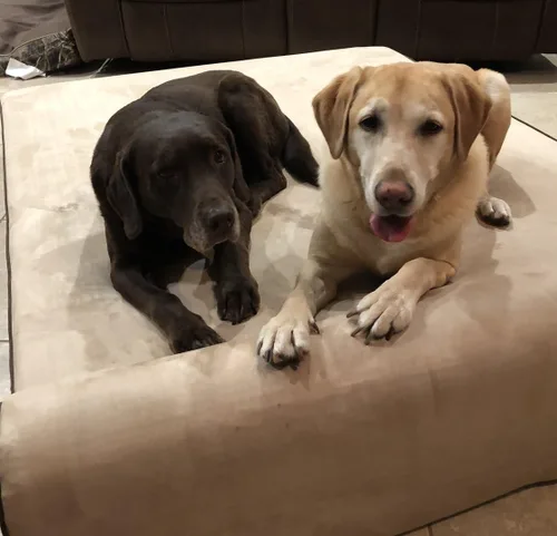 Vista 6 de Bully Beds Cama ortopédica para perros – Cama de espuma viscoelástica para perros artríticos y ancianos – Cama para perros lavable a máquina