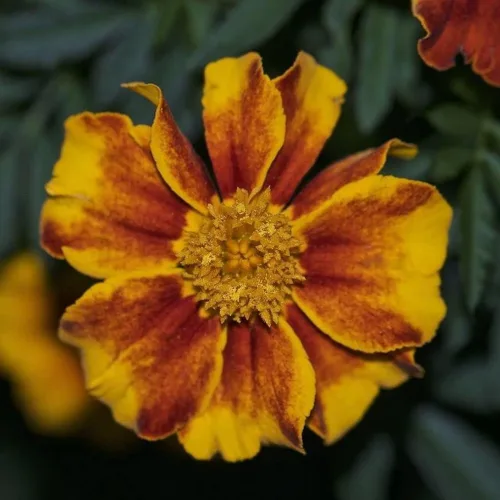 Vista 6 de 200 piezas de semillas de caléndula mixtas flor para plantar bonsái decoración del hogar