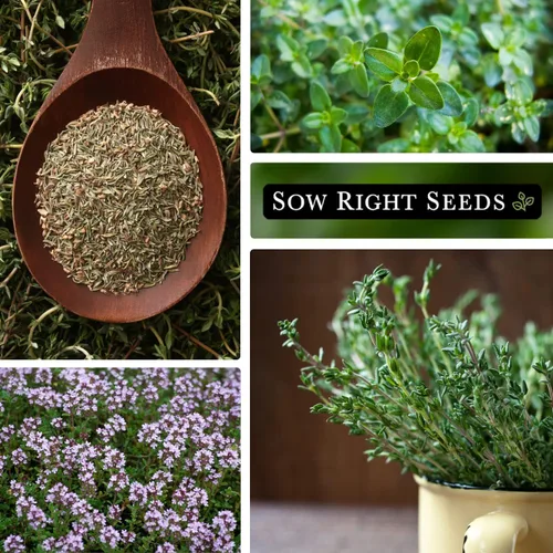 Vista 4 de Sow Right Seeds - Semilla de tomillo para plantar - Paquete de reliquia sin OMG con instrucciones para plantar fácilmente tu jardín de hierbas