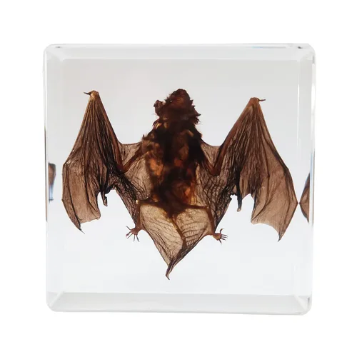 Vista 2 de Muestras de murciélago reales en manualidades de pisapapapeles de resina, colección de taxidermia de animales para educación científica y adorno