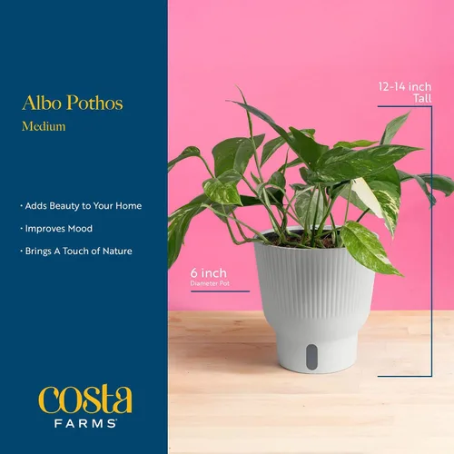 Vista 4 de Costa Farms – Planta de Pothos Albo Variegado viva en maceta auto-regante, purificadora de aire para interior, perfecta para decoración del hogar