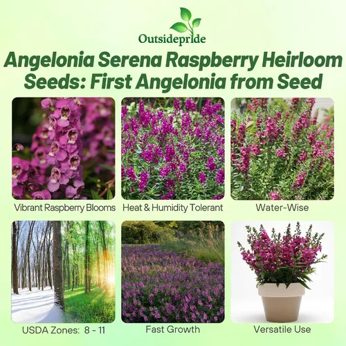 Vista 2 de Outsidepride Serenita Raspberry Angelonia - Semillas de dragón para plantar, 15 semillas de flores perennes, aptas para polinizadores, tolerantes al