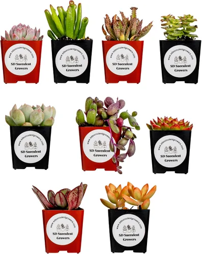 Vista 9 de Paquete misterioso de plantas suculentas vivas, variedad de plantas bien enraizadas en macetas de 2 pulgadas, plantas de interior reales, pequeñas