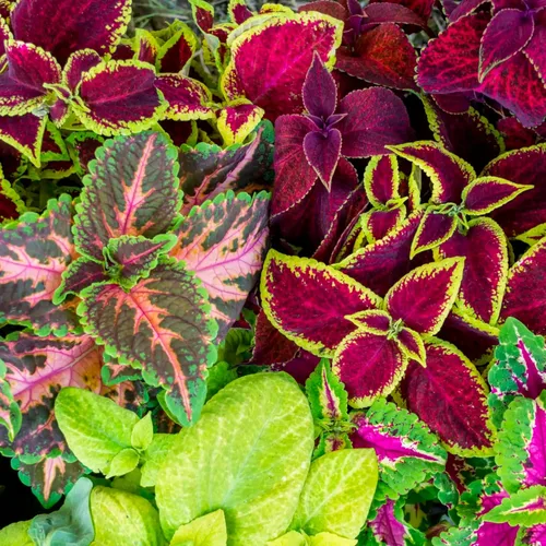 Vista 2 de Seed Needs - Semillas de cretonas, mezcla arcoíris (Coleus blumei), 2 paquetes de 800 semillas cada uno