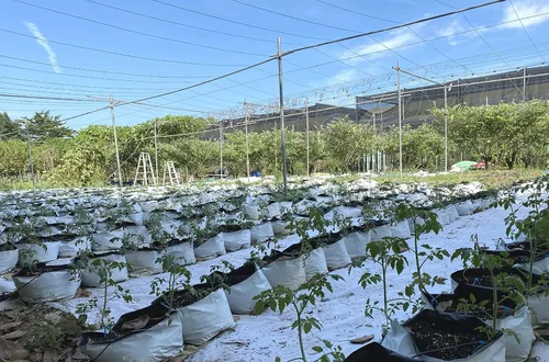Vista 8 de HORTIPOTS Bolsas de cultivo de plástico blanco y negro de 0.5 galones (paquete de 100)