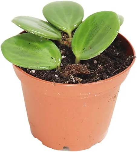 Vista 2 de Escarabajo Peperomia - 3'' de California Tropicals