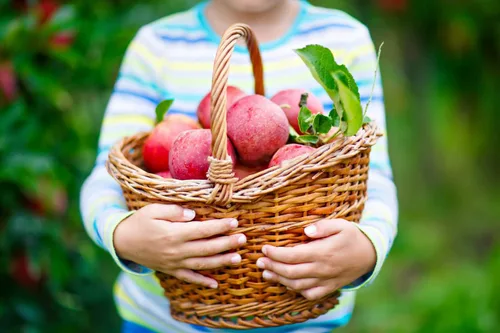 Vista 5 de Paquete combinado de semillas de frutas - 6 tipos, semillas de fresa, frambuesa, mora, manzana, naranja y arándano, sin transgénicos, tradicionales