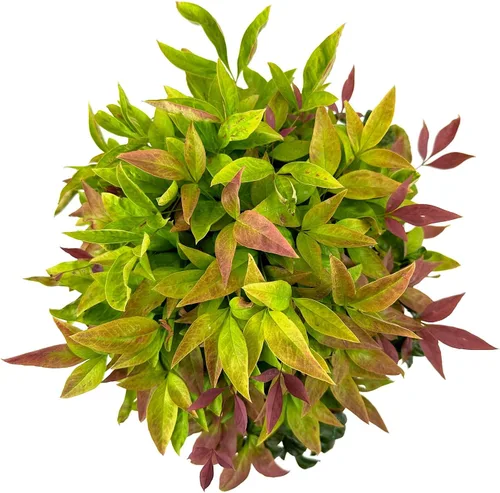 Vista 2 de Blooming & Beautiful - Blush Pink Nandina - 3 gal - Southern Living - Arbusto de hoja perenne enana - Follaje de color rosa - Compacto de bajo