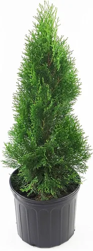 Vista 9 de Planta viva de Green Promise Farms - Thuja occidentalis, Fire Chief Globe Arborvitae #2 Contenedor de tamaño de galón Evergreen