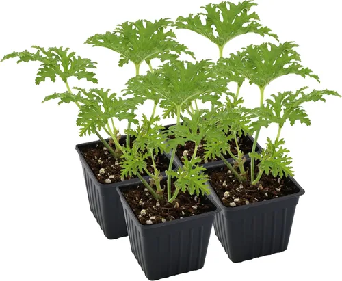 Vista 10 de Plantas vivas de geranio de citronela (paquete de 2); plantas en maceta perfumadas de citronela Pelargonium