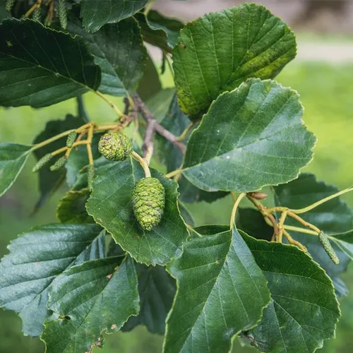 Vista 5 de Alnus glutinosa (aliso europeo, aliso negro) Plantar semillas de árboles, semillas de MySeeds.Co, elige la cantidad (1/4 LB)