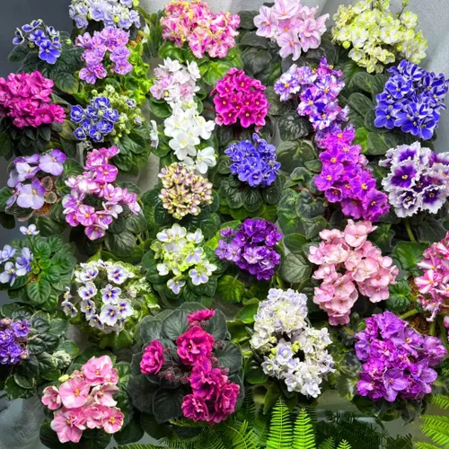 Vista 5 de Semillas de violeta africana para plantar, 50 piezas de semillas perennes de Saintpaulia violeta africana, plantas de flores raras sin OMG, plantas