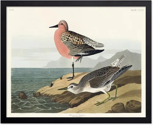 Vista 58 de Poster Master Póster vintage de James Audubon – Impresión retro de amargo americano – Arte de aves de América – Regalo para hombres, mujeres