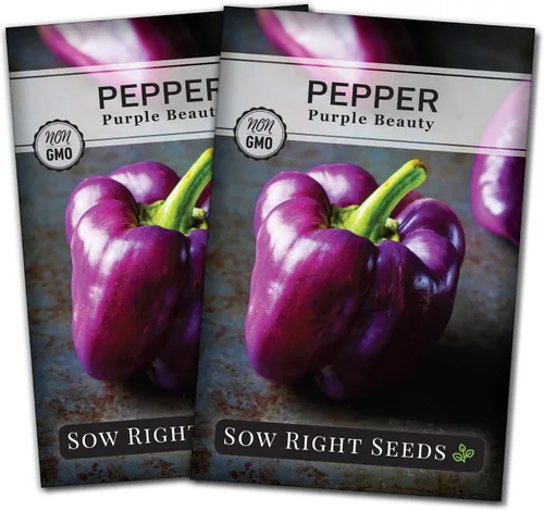 Vista 6 de Sow Right Seeds - Semillas de pimiento Purple Beauty para plantar - Paquete de reliquia sin OMG con instrucciones para plantar y cultivar un huerto