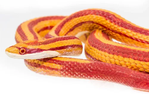 Vista 6 de Safari Ltd. Figura de serpiente de maíz, figura realista de modelo de 5.25 pulgadas, juguete educativo para niños, niñas y niños a partir de 3 años