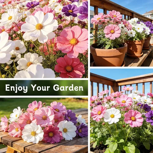 Vista 6 de LUOJIBIE Cosmos Seeds, más de 4,500 semillas de flores cosmos para 2026, semillas de flores silvestres para plantar jardín al aire libre, mezcla