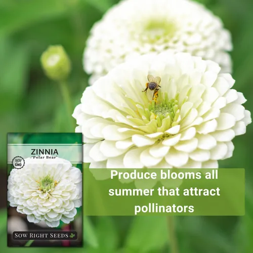 Vista 5 de Sow Right Seeds - Semillas de flores de oso polar Zinnia para plantar - Hermosas flores para plantar en el jardín de tu casa - Paquete de reliquia
