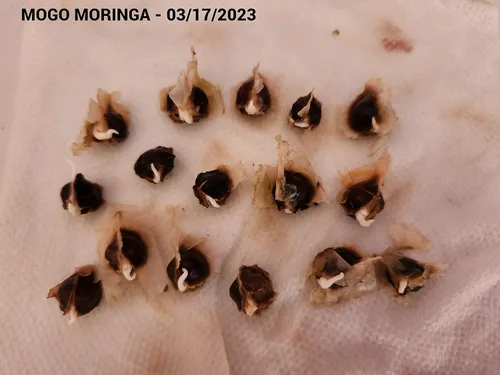 Vista 6 de 100 Semillas de Moringa Aproximadamente Semillas de Moringa para Plantar Comestibles, Excelente Germinación Grado Premium PKM1 Semillas