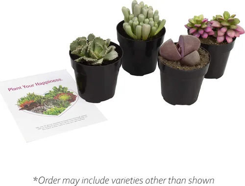 Vista 8 de Altman Plants, Mimicry - Plantas suculentas vivas (paquete de 4), Lithops plantas vivas para exteriores o interiores vivas, piedras vivas, plantas