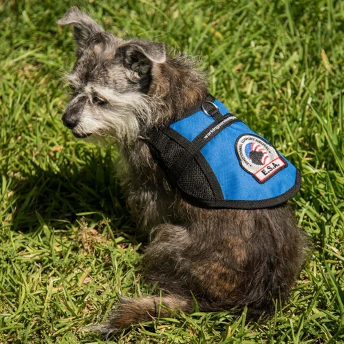 Vista 7 de Chaleco prémium para perro de apoyo emocional Chaleco para perro ESA Panel de enfriamiento de malla Arnés de apoyo emocional para perro